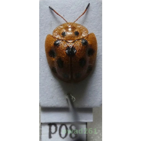 Cassidae sp. Philippines80d